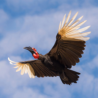 South Luangwa - Flying ground hornbill